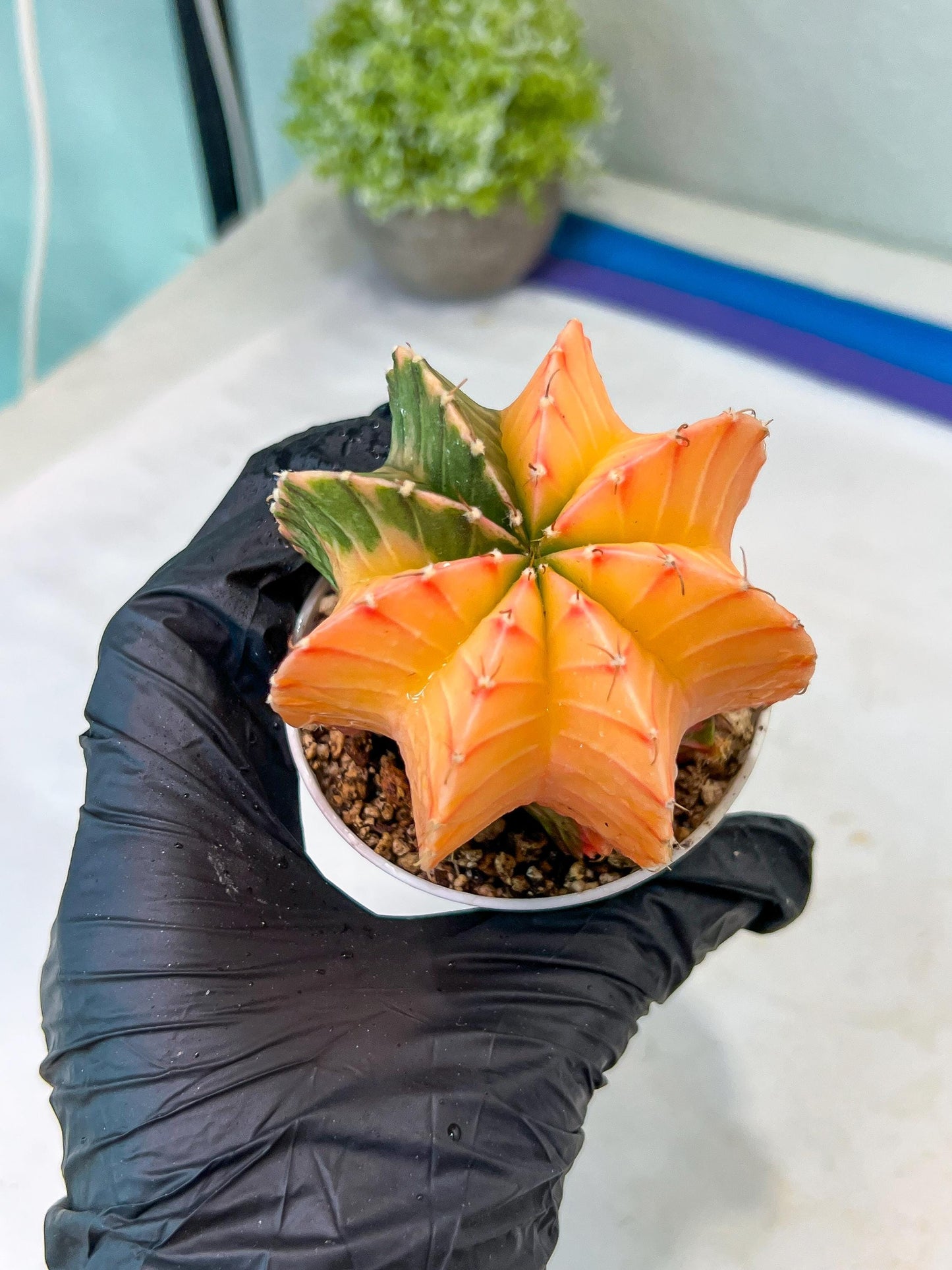 Gymnocalycium Mihanovichii Var (#G1) (B5) | Rare sucuclent