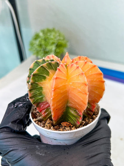 Gymnocalycium Mihanovichii Var (#G1) (B5) | Rare sucuclent