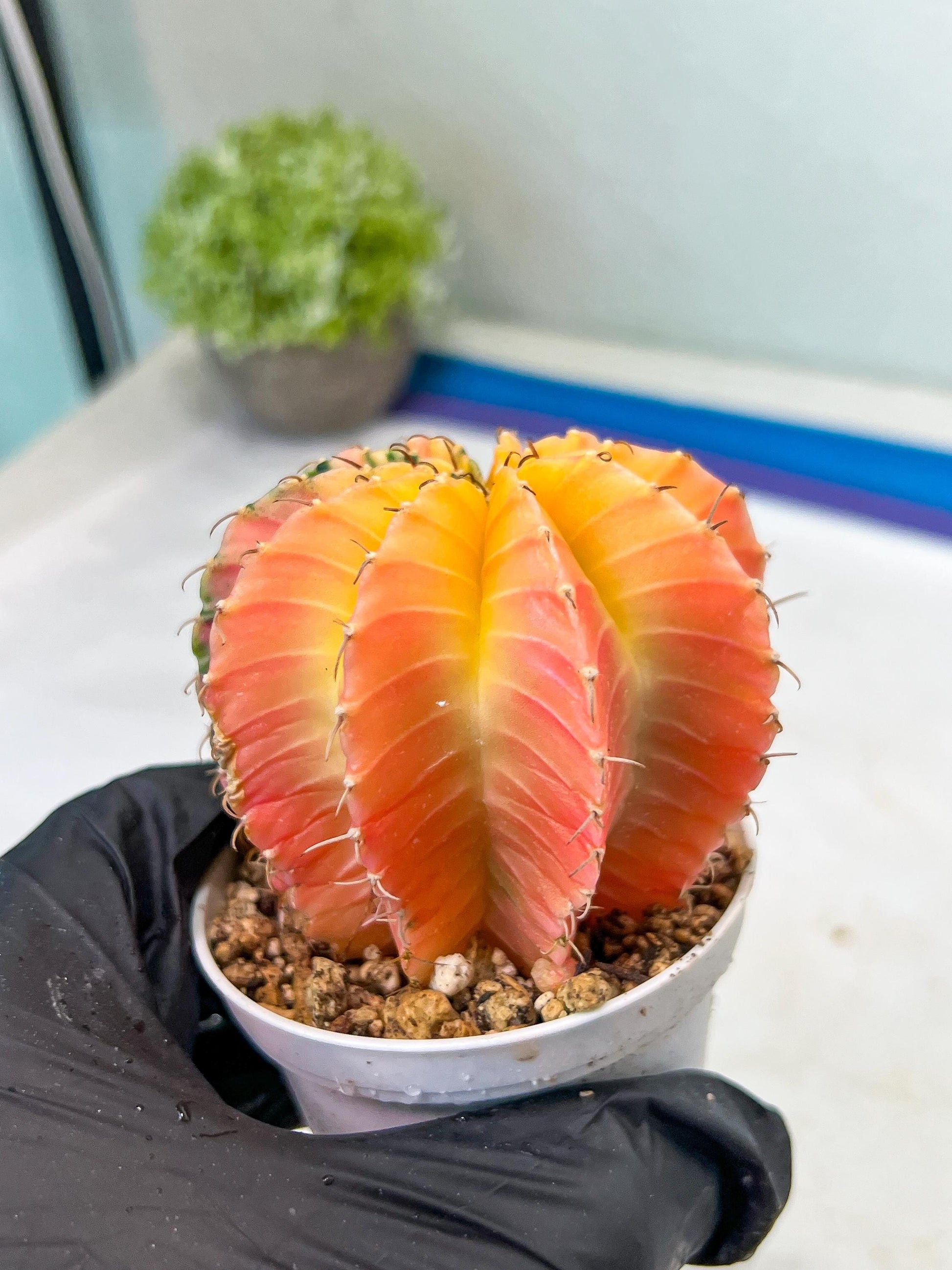 Gymnocalycium Mihanovichii Var (#G1) (B6) | Rare sucuclent