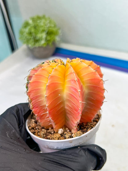 Gymnocalycium Mihanovichii Var (#G1) (B6) | Rare sucuclent