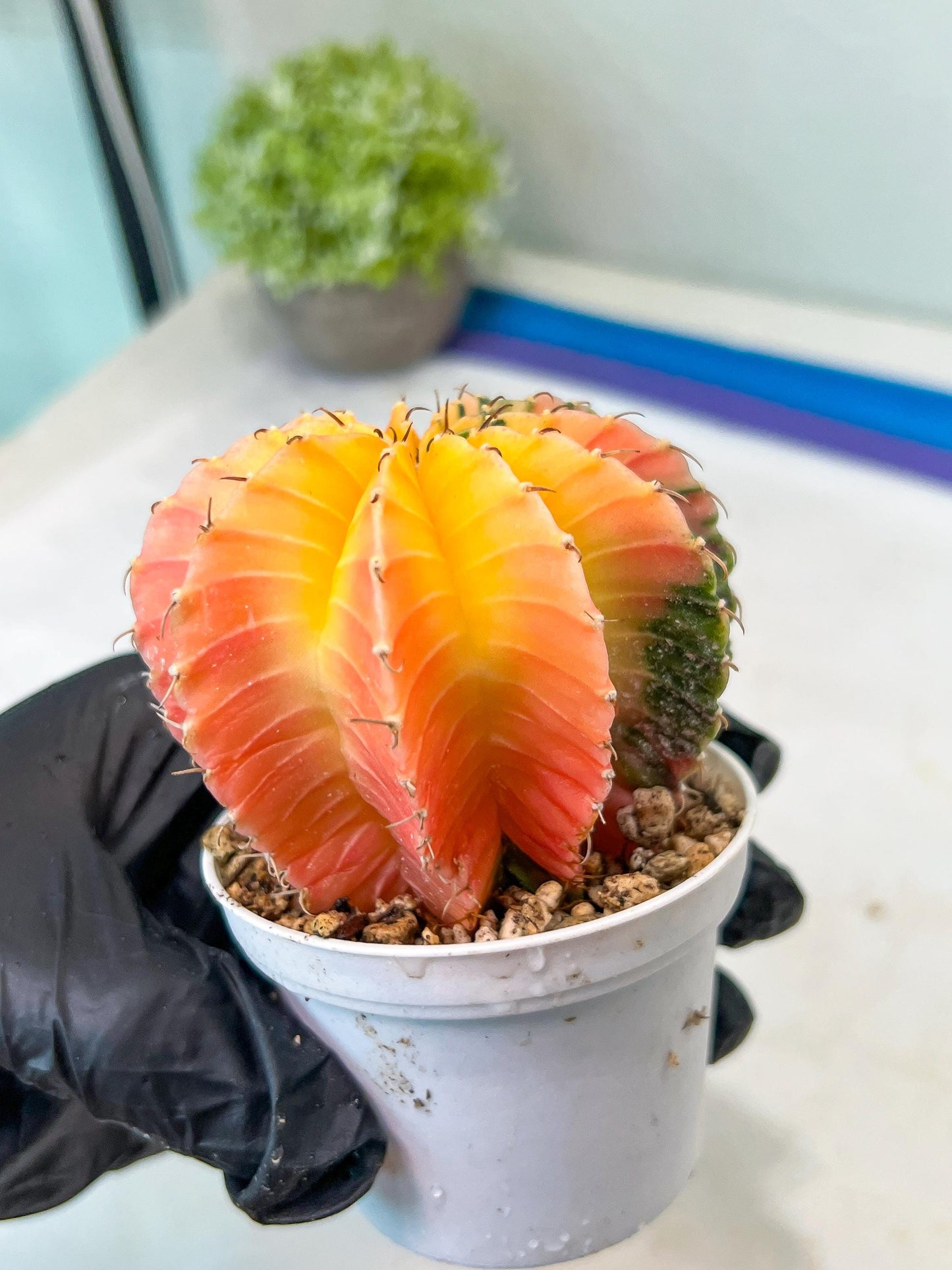 Gymnocalycium Mihanovichii Var (#G1) (B6) | Rare sucuclent