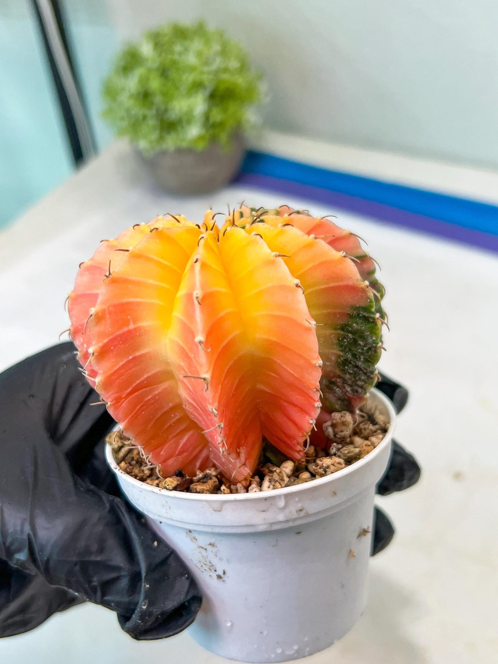 Gymnocalycium Mihanovichii Var (#G1) (B6) | Rare sucuclent