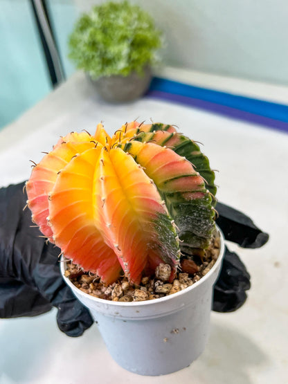 Gymnocalycium Mihanovichii Var (#G1) (B6) | Rare sucuclent