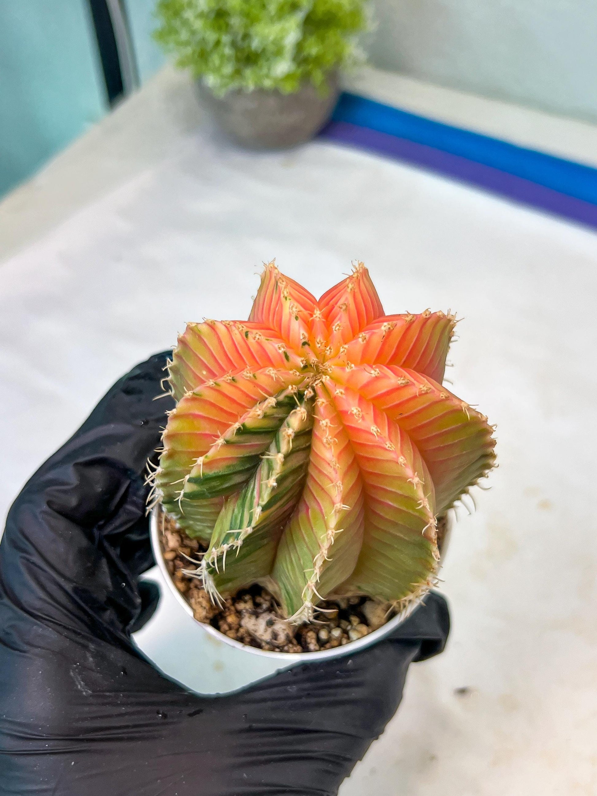Gymnocalycium Mihanovichii Var (g1) (y1) | variegated cactus