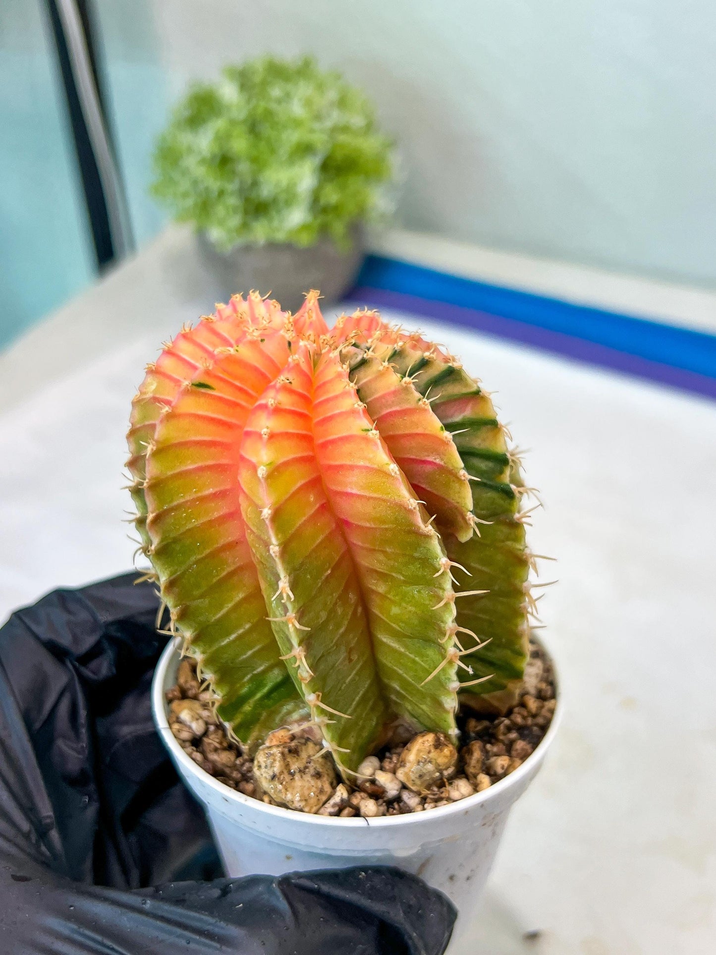 Gymnocalycium Mihanovichii Var (g1) (y1) | variegated cactus