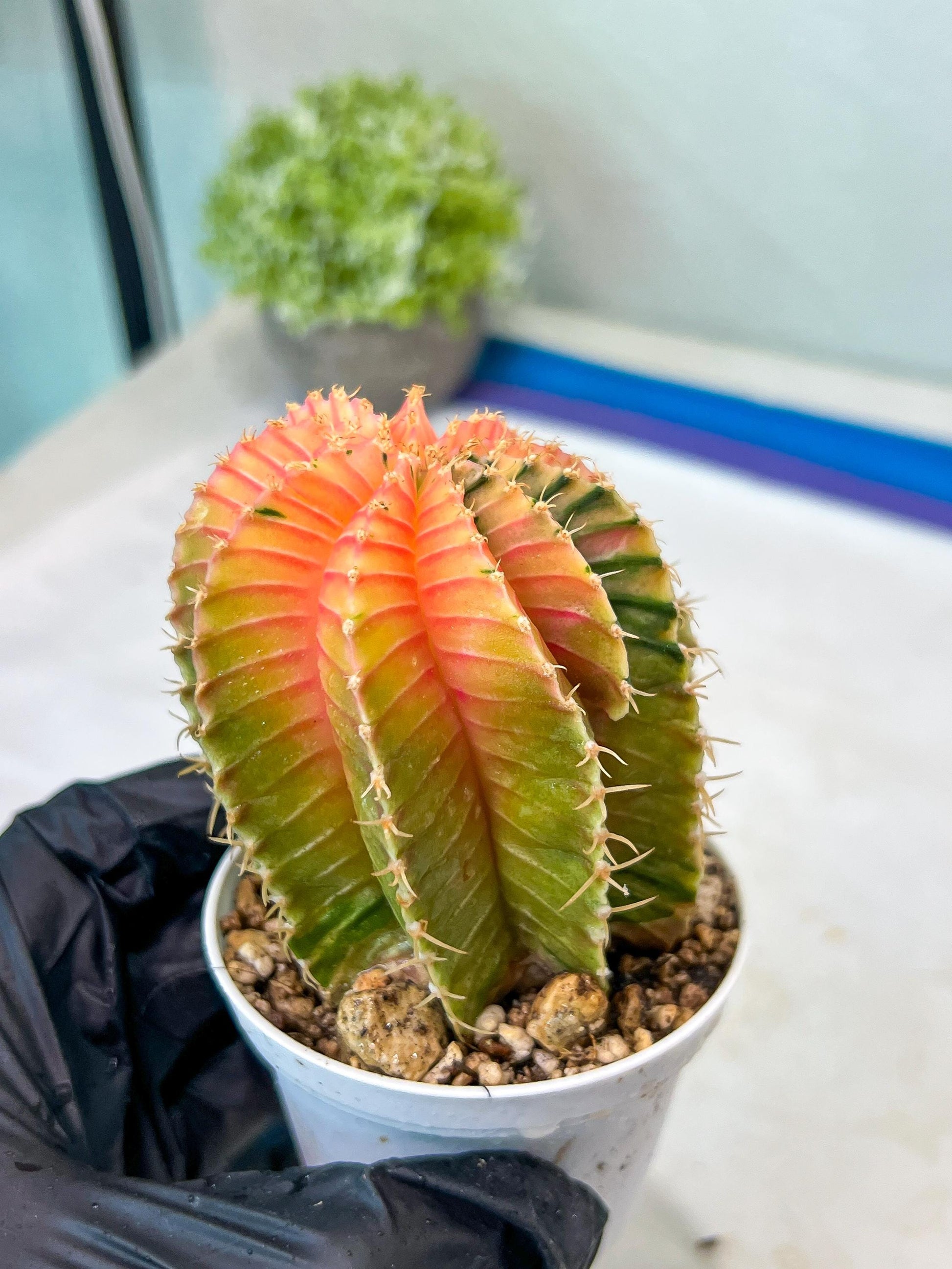 Gymnocalycium Mihanovichii Var (g1) (y1) | variegated cactus