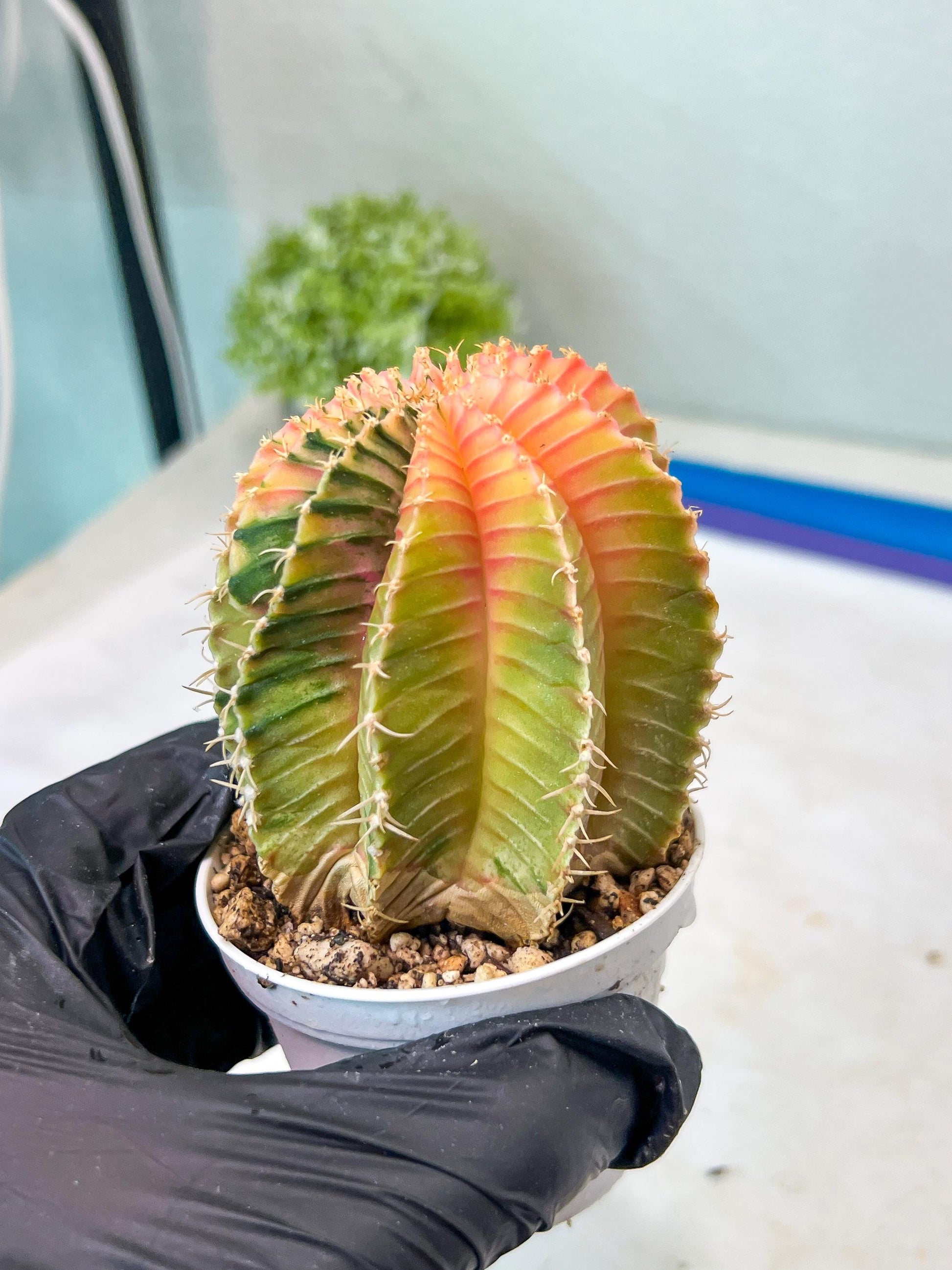 Gymnocalycium Mihanovichii Var (g1) (y1) | variegated cactus
