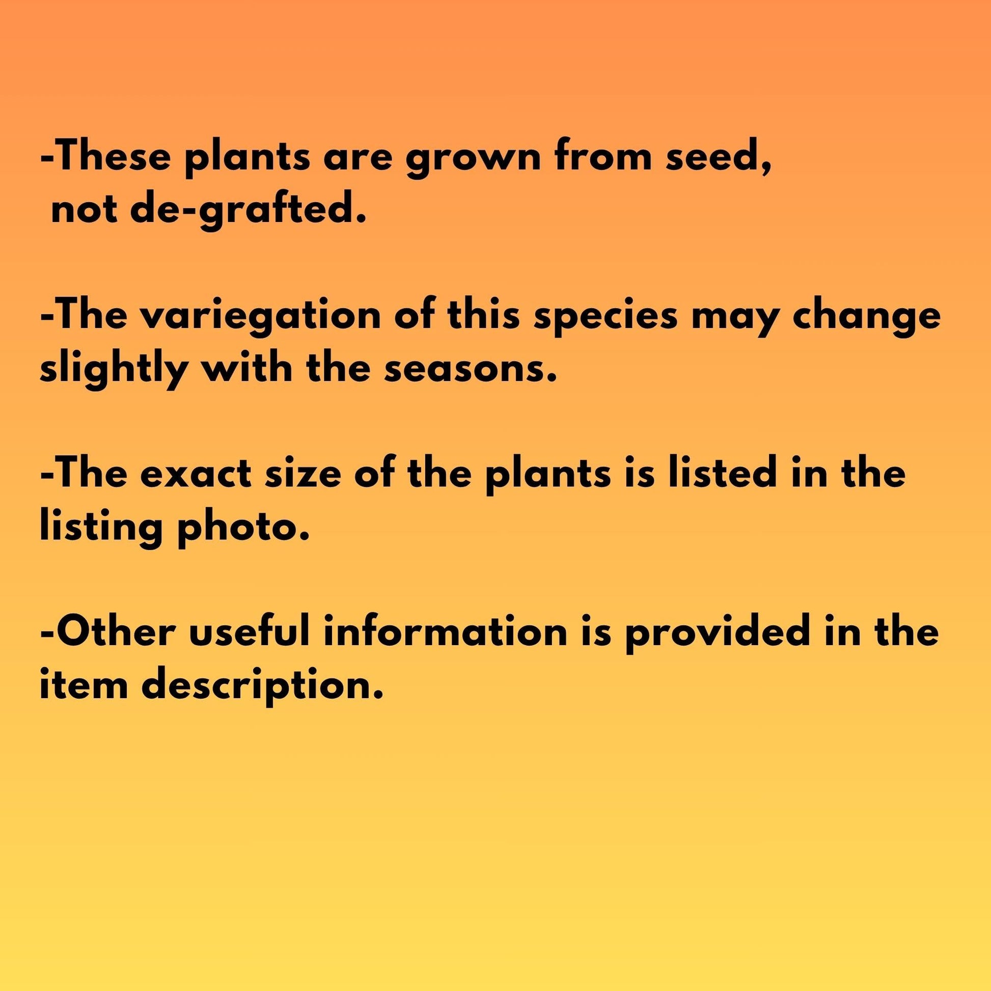 Gymnocalycium Inermis Cristata | (gy4) (y3) | For Advanced Grower!