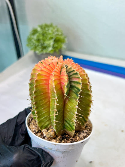 Gymnocalycium Mihanovichii Var (g1) (y1) | variegated cactus