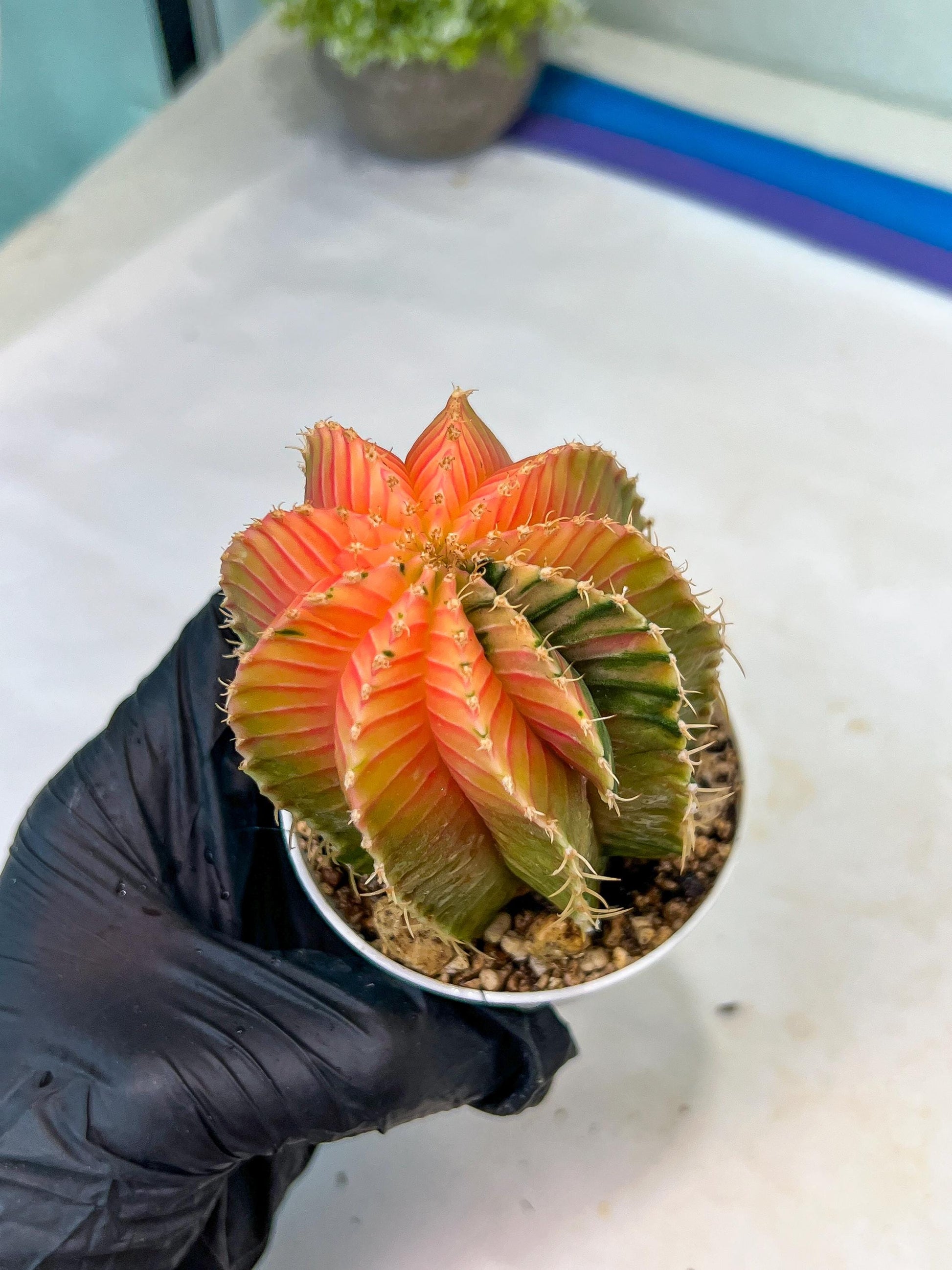 Gymnocalycium Mihanovichii Var (g1) (y1) | variegated cactus