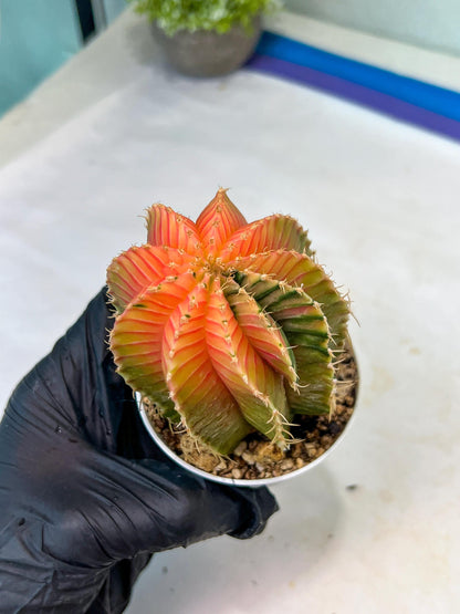 Gymnocalycium Mihanovichii Var (g1) (y1) | variegated cactus