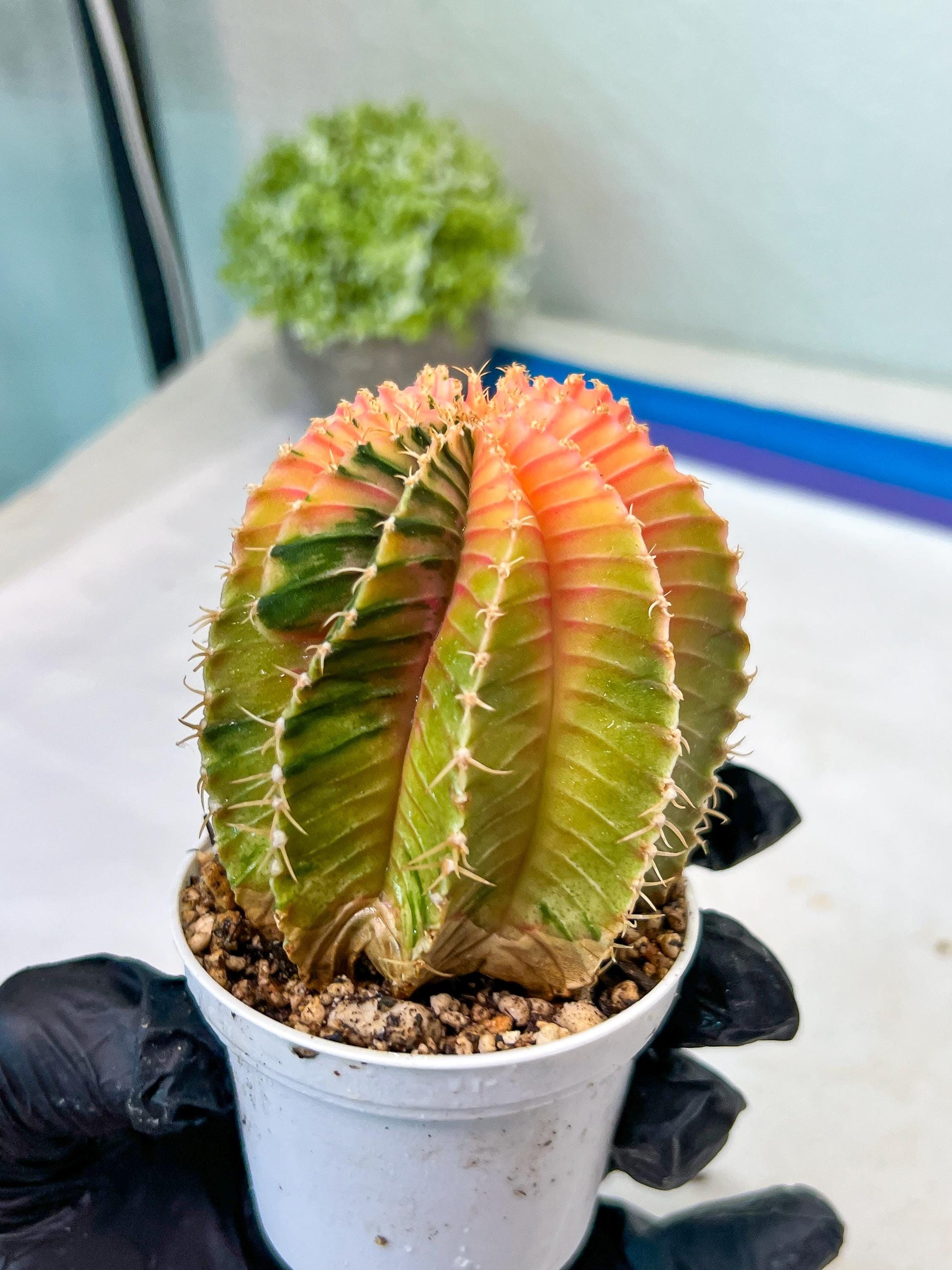 Gymnocalycium Mihanovichii Var (g1) (y1) | variegated cactus