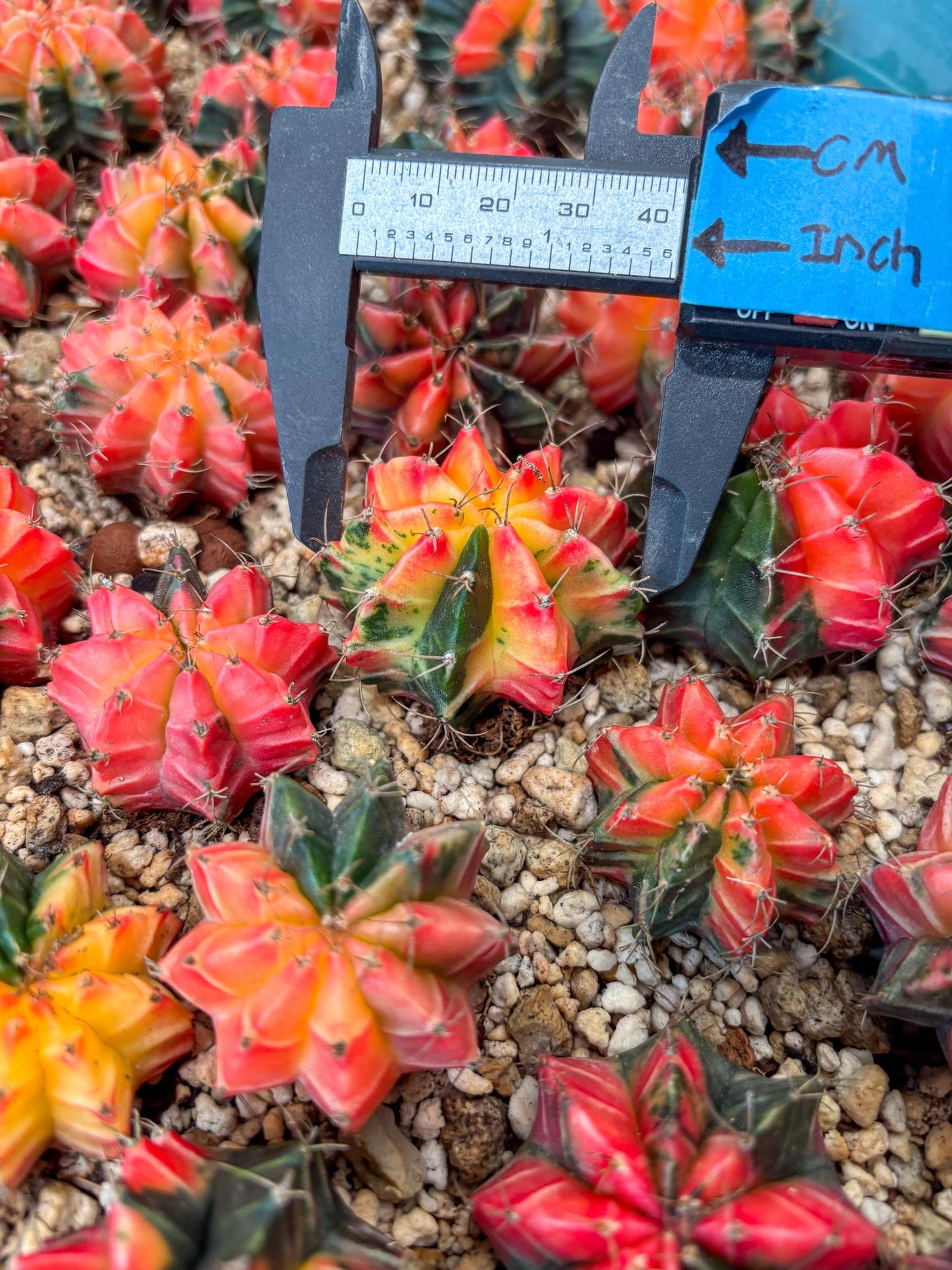 Gymnocalycium Mihanovichii | Growers choice!!! | 1.2~1.7Inch