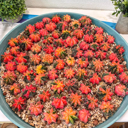 Gymnocalycium Mihanovichii | Growers choice!!! | 1.2~1.7Inch