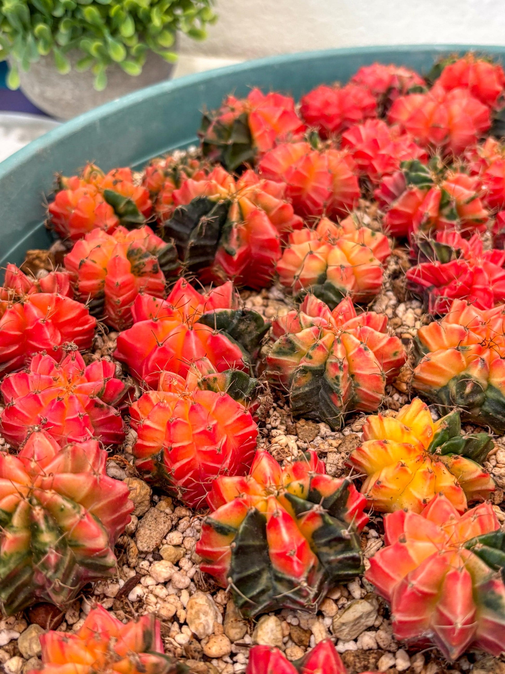 Gymnocalycium Mihanovichii | Growers choice!!! | 1.2~1.7Inch