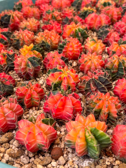 Gymnocalycium Mihanovichii | Growers choice!!! | 1.2~1.7Inch