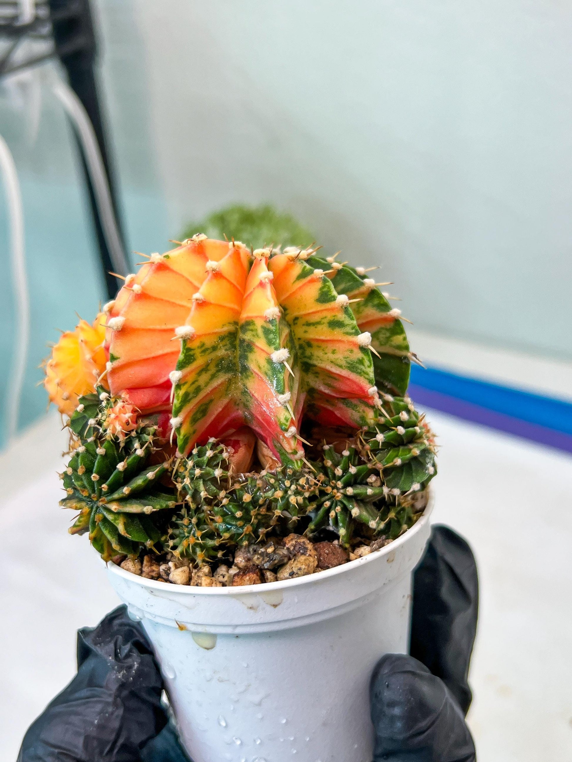 Gymnocalycium Mihanovichii Var (g1) (y2) | variegated cactus