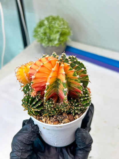 Gymnocalycium Mihanovichii Var (g1) (y2) | variegated cactus