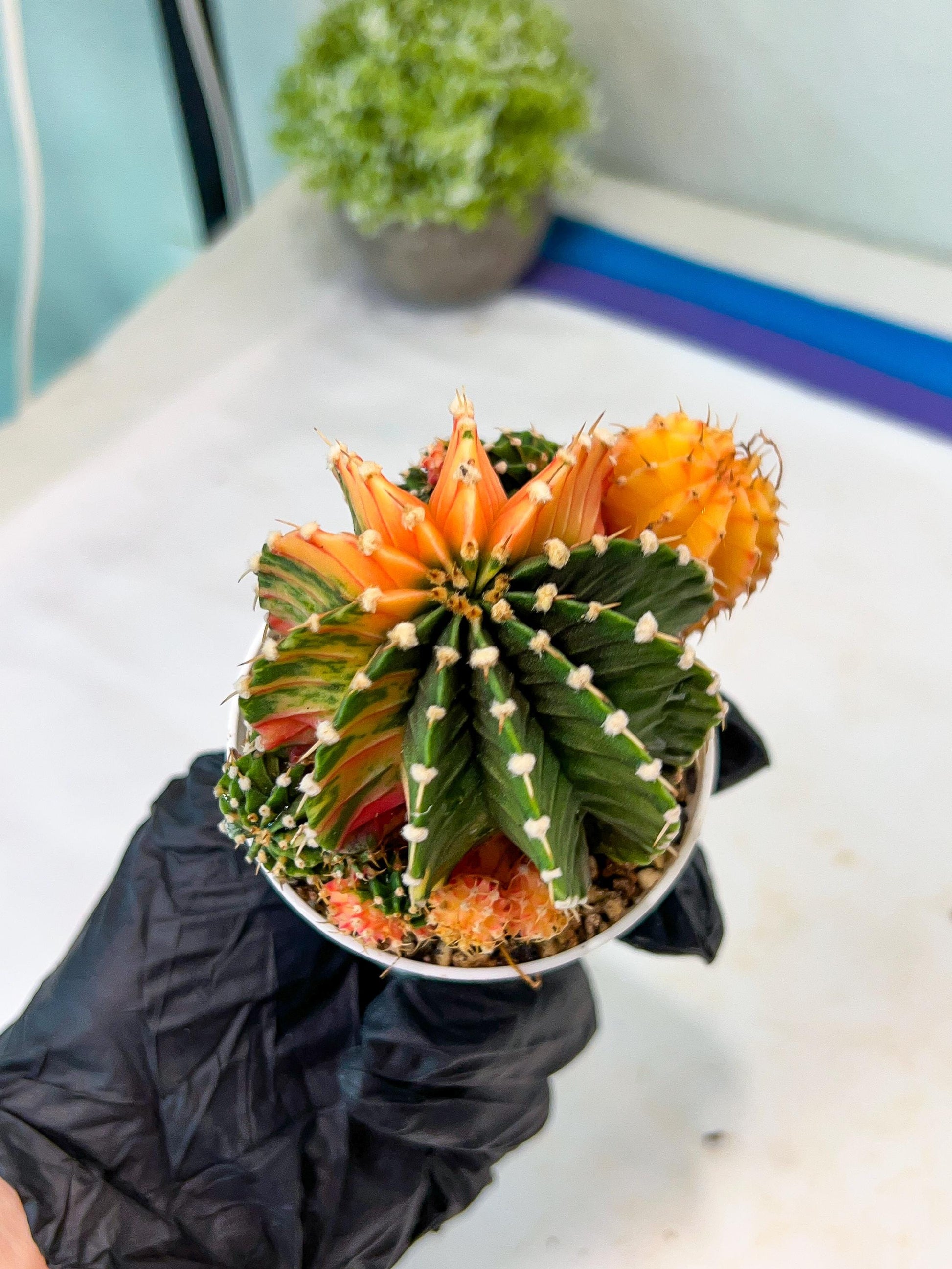 Gymnocalycium Mihanovichii Var (g1) (y2) | variegated cactus