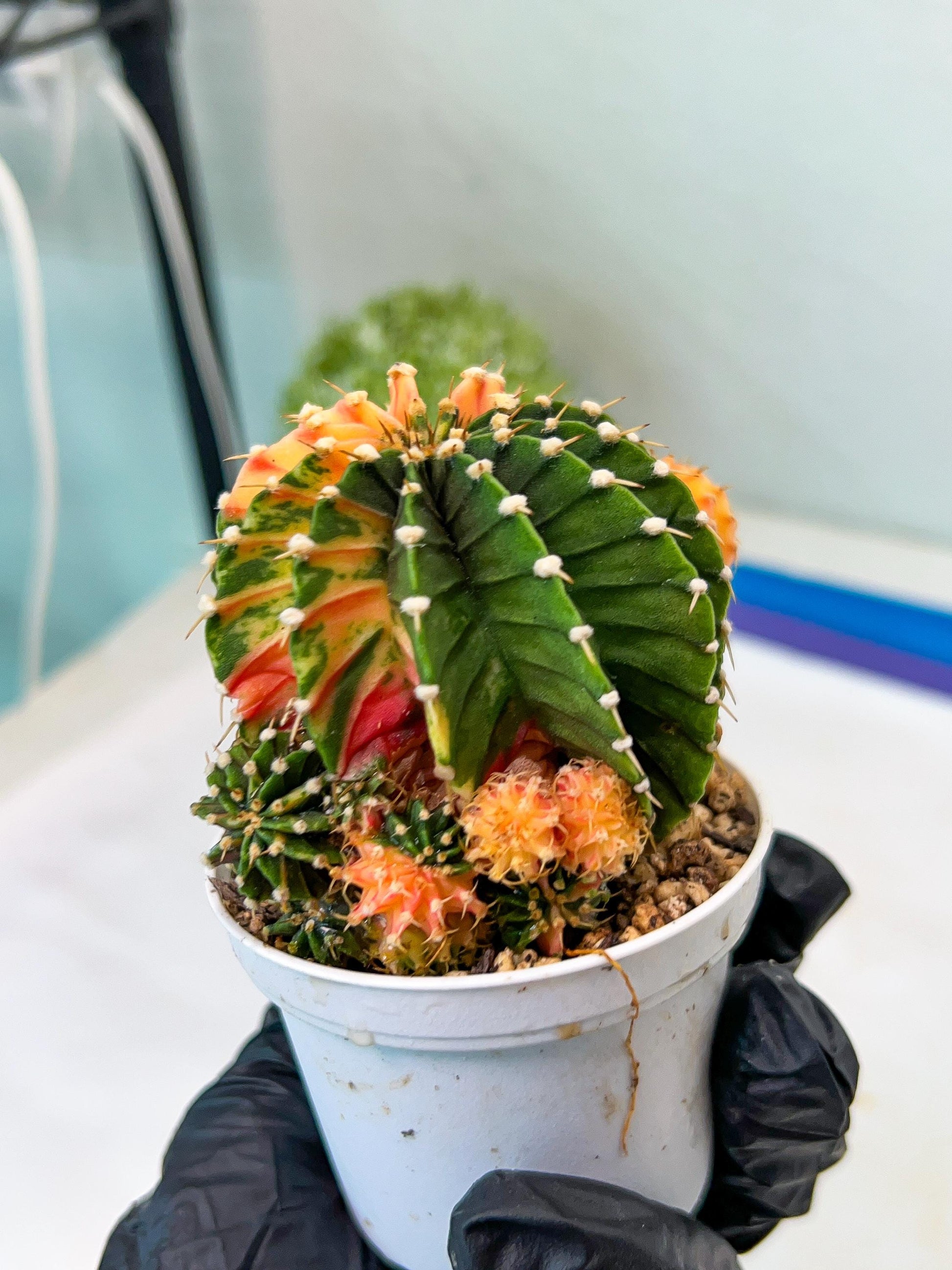 Gymnocalycium Mihanovichii Var (g1) (y2) | variegated cactus