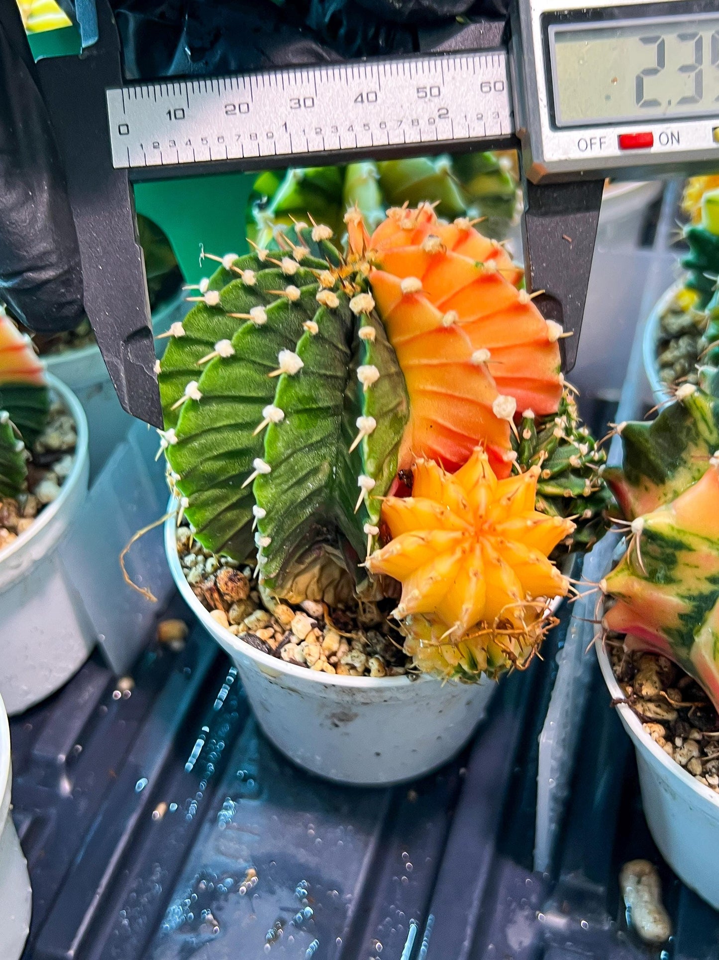 Gymnocalycium Mihanovichii Var (g1) (y2) | variegated cactus