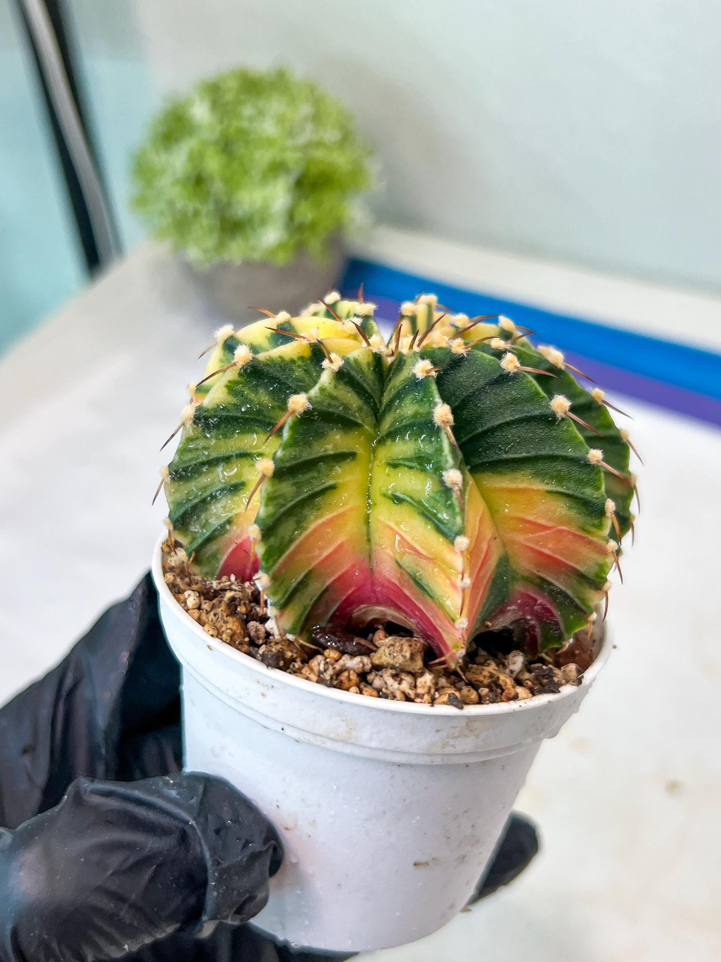 Gymnocalycium Mihanovichii Var (g1) (y3) | variegated cactus