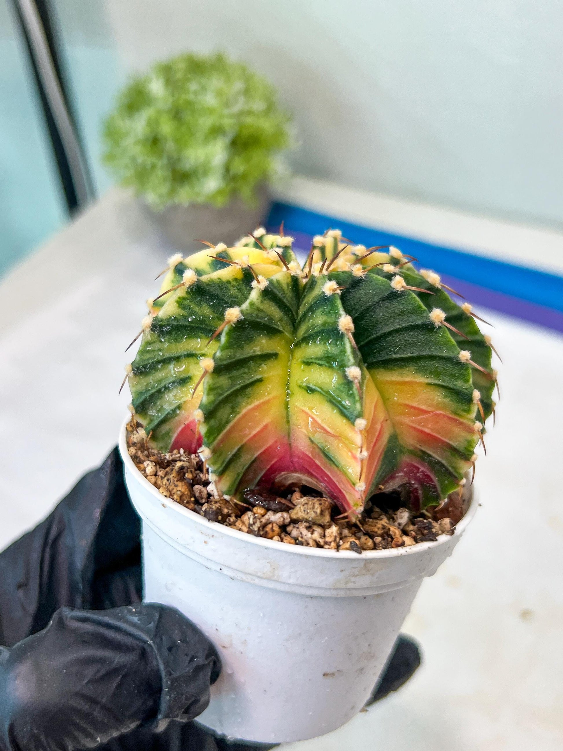 Gymnocalycium Mihanovichii Var (g1) (y3) | variegated cactus