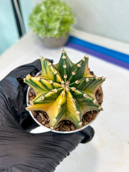 Gymnocalycium Mihanovichii Var (g1) (y3) | variegated cactus