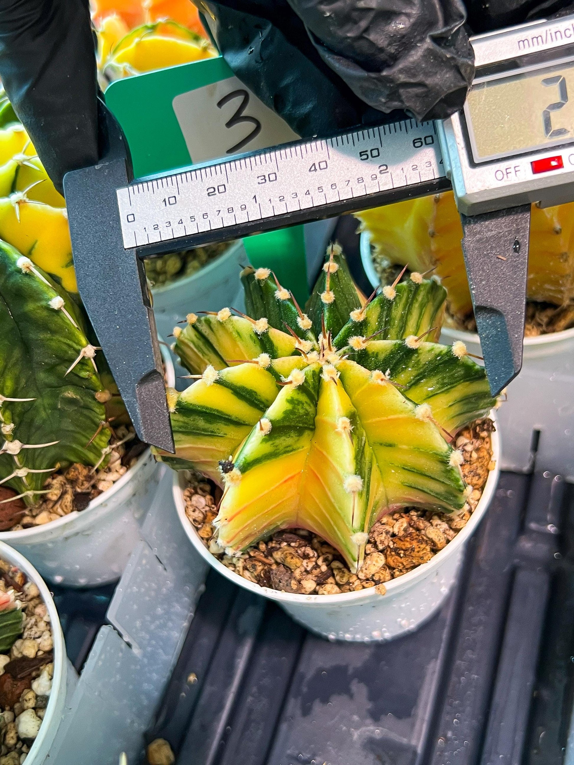 Gymnocalycium Mihanovichii Var (g1) (y3) | variegated cactus