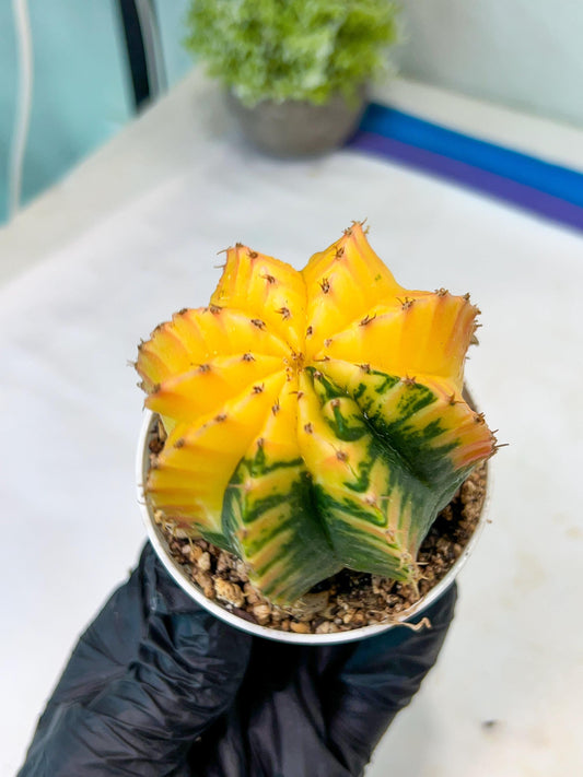 Gymnocalycium Mihanovichii Var (g1) (y4) | variegated cactus