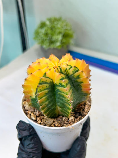 Gymnocalycium Mihanovichii Var (g1) (y4) | variegated cactus