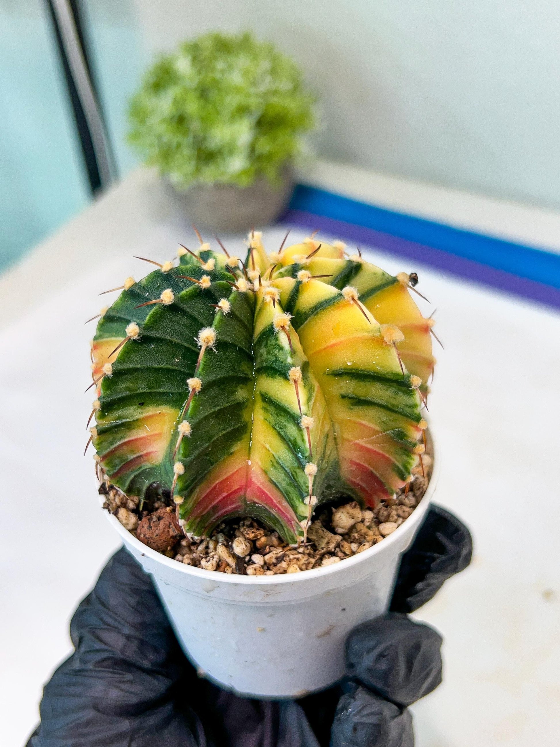 Gymnocalycium Mihanovichii Var (g1) (y3) | variegated cactus