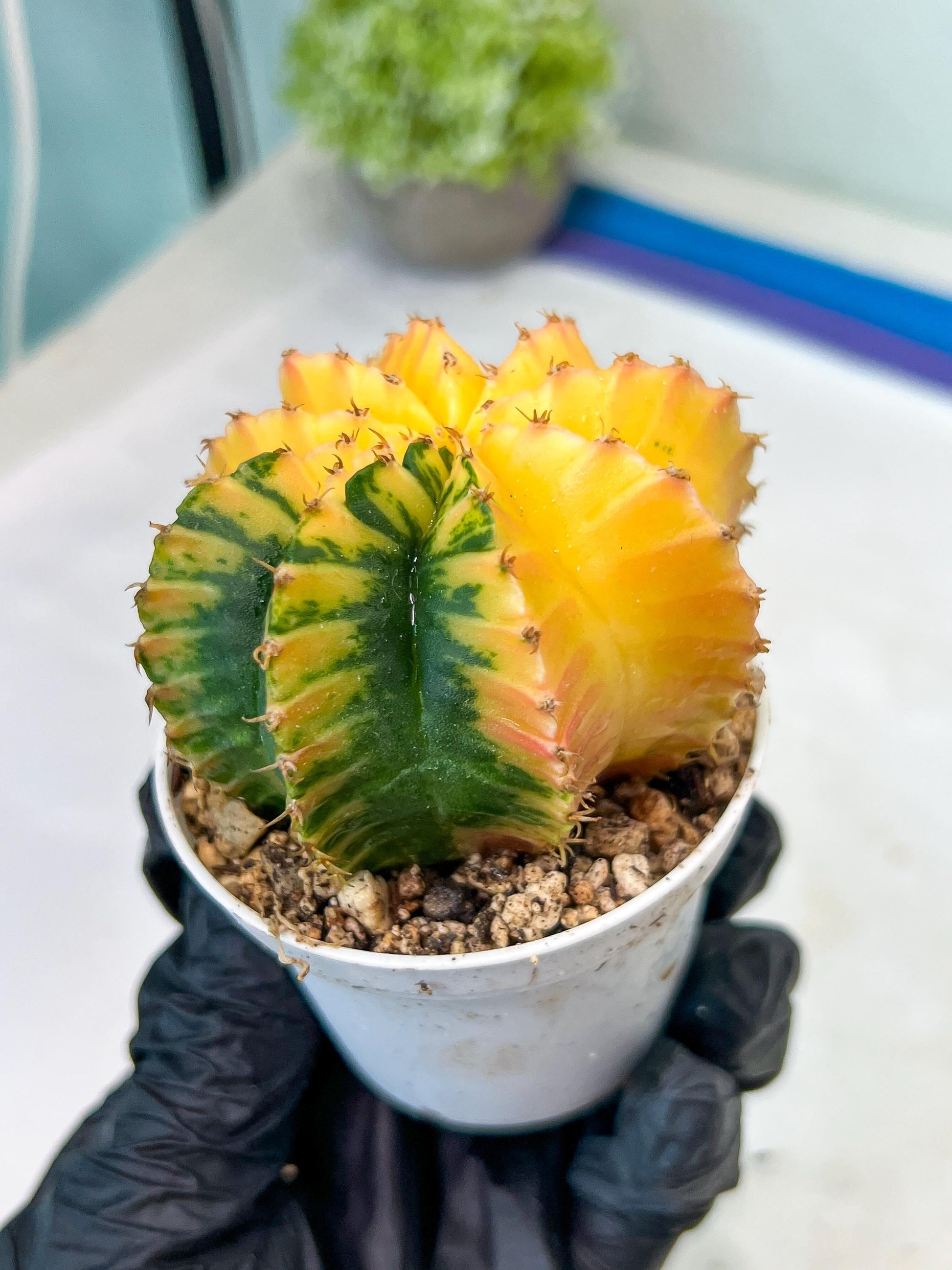 Gymnocalycium Mihanovichii Var (g1) (y4) | variegated cactus