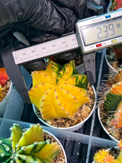 Gymnocalycium Mihanovichii Var (g1) (y4) | variegated cactus