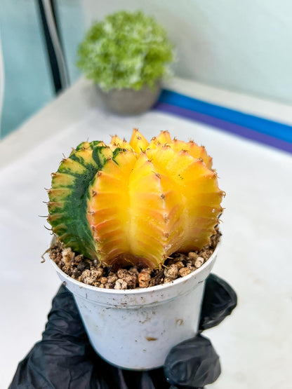 Gymnocalycium Mihanovichii Var (g1) (y4) | variegated cactus