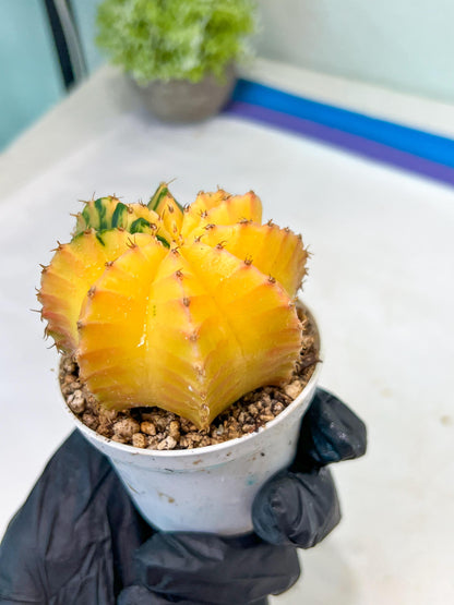 Gymnocalycium Mihanovichii Var (g1) (y4) | variegated cactus