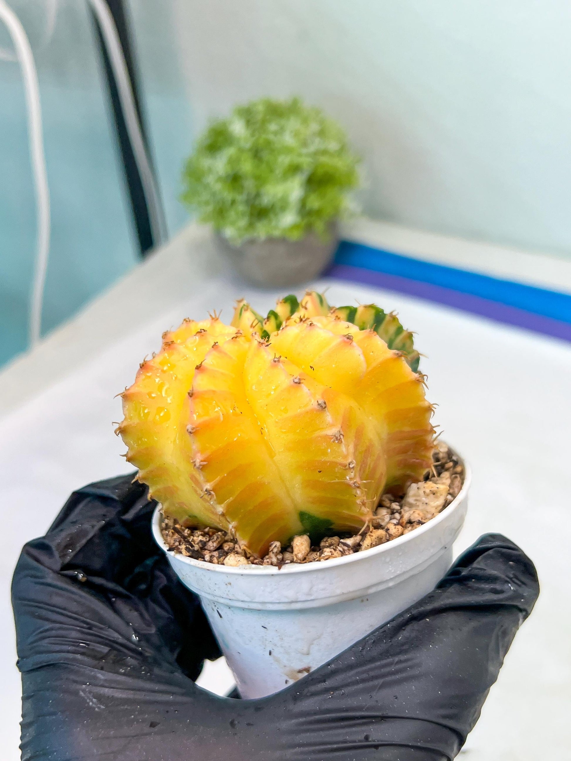 Gymnocalycium Mihanovichii Var (g1) (y4) | variegated cactus