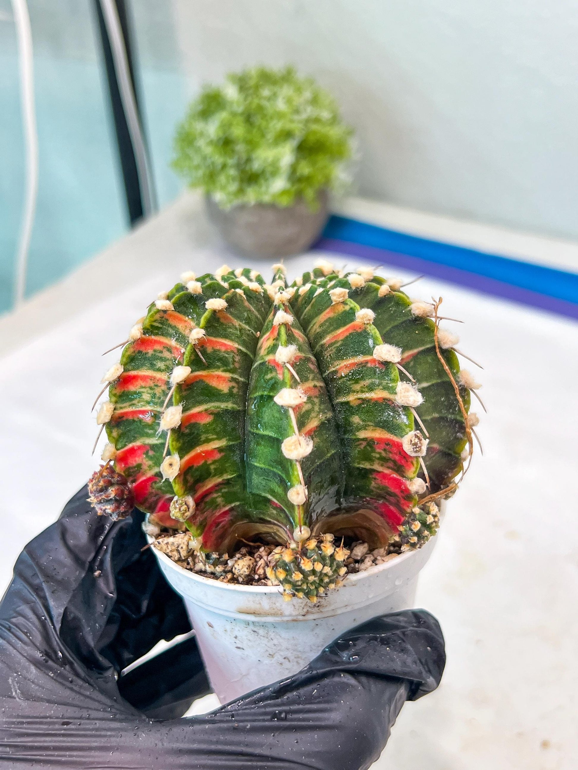 Gymnocalycium Mihanovichii Var (g1) (y5) | variegated cactus