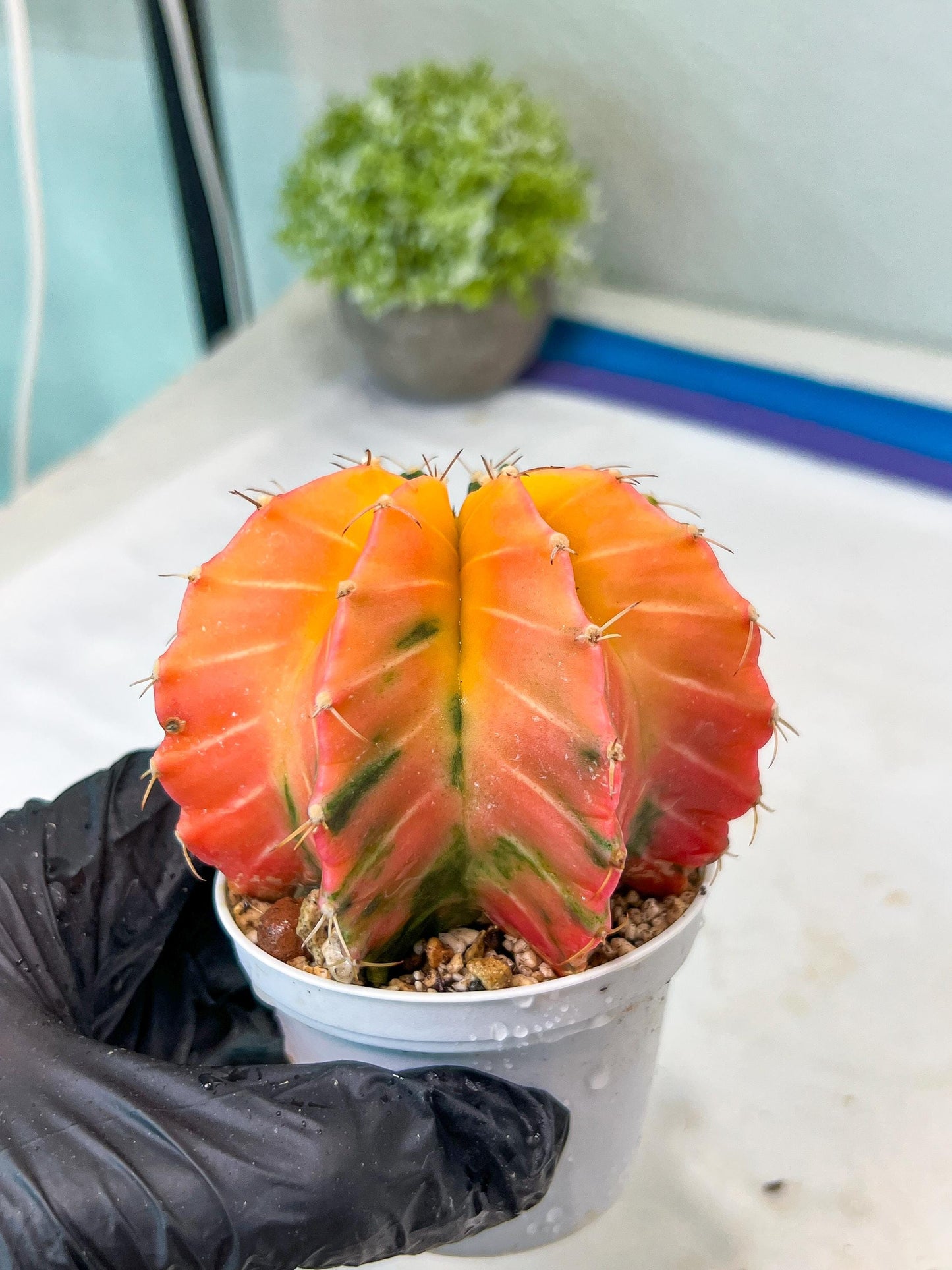 Gymnocalycium Mihanovichii Var (g1) (y6) | variegated cactus