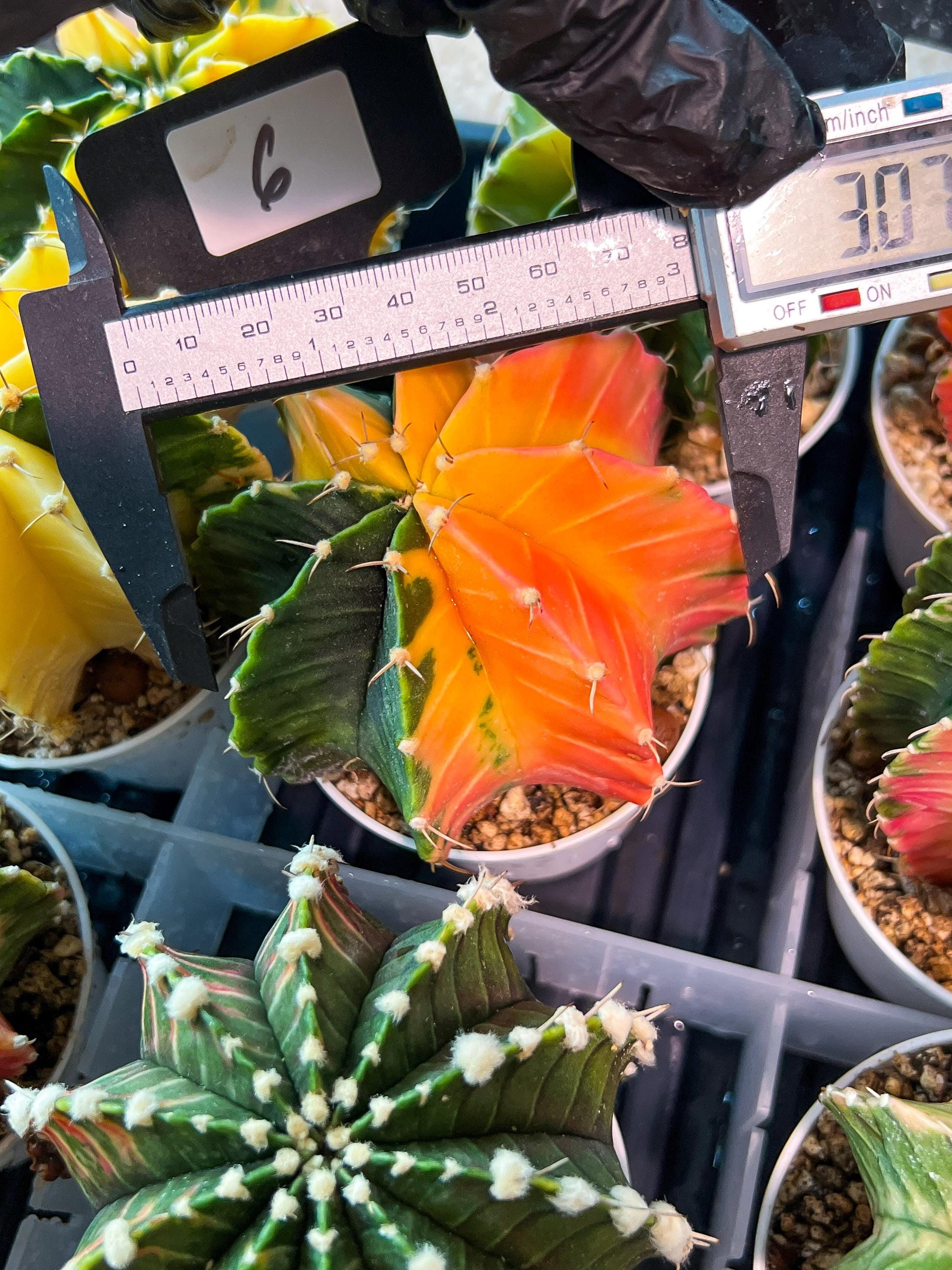 Gymnocalycium Mihanovichii Var (g1) (y6) | variegated cactus