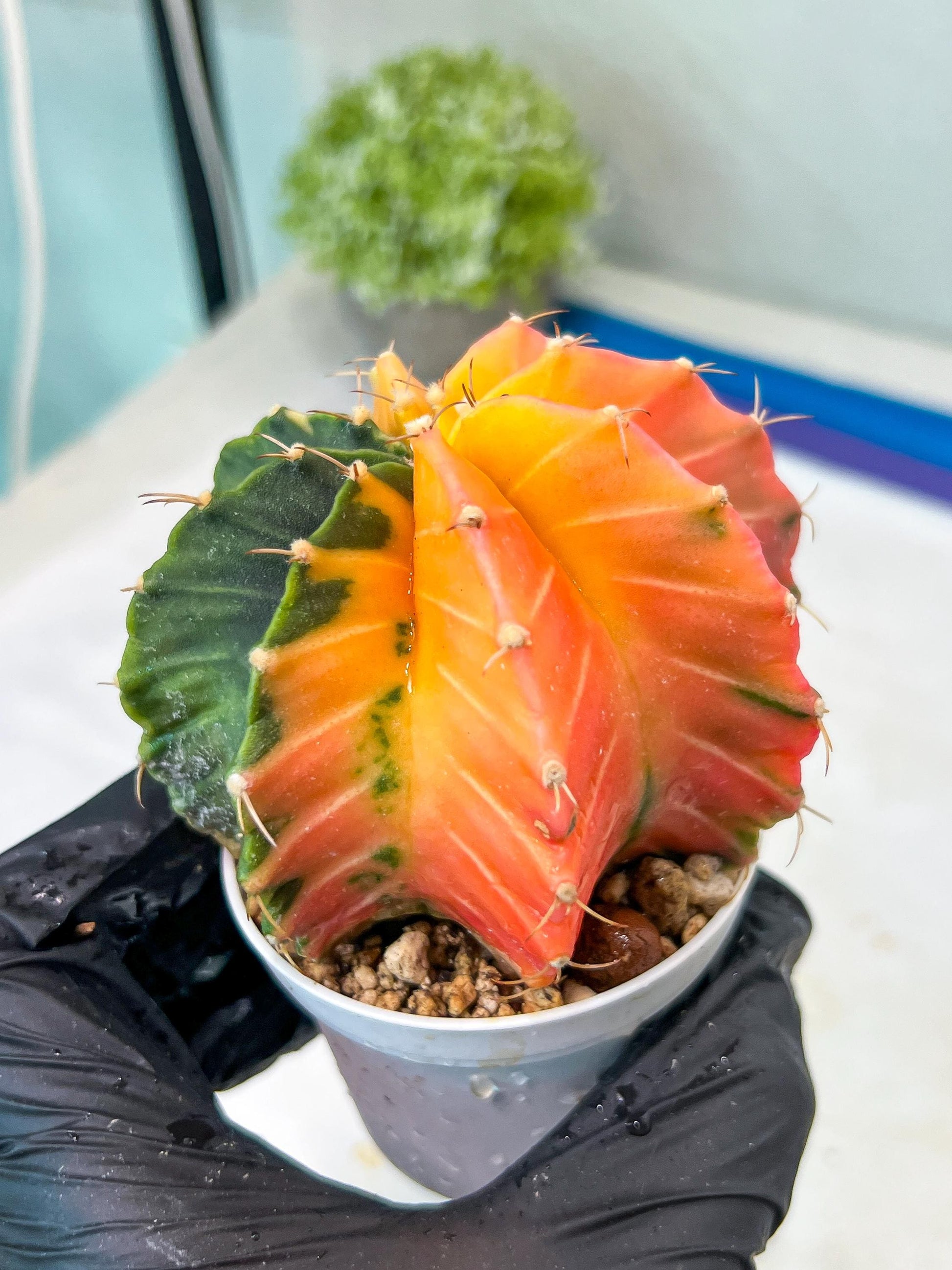 Gymnocalycium Mihanovichii Var (g1) (y6) | variegated cactus