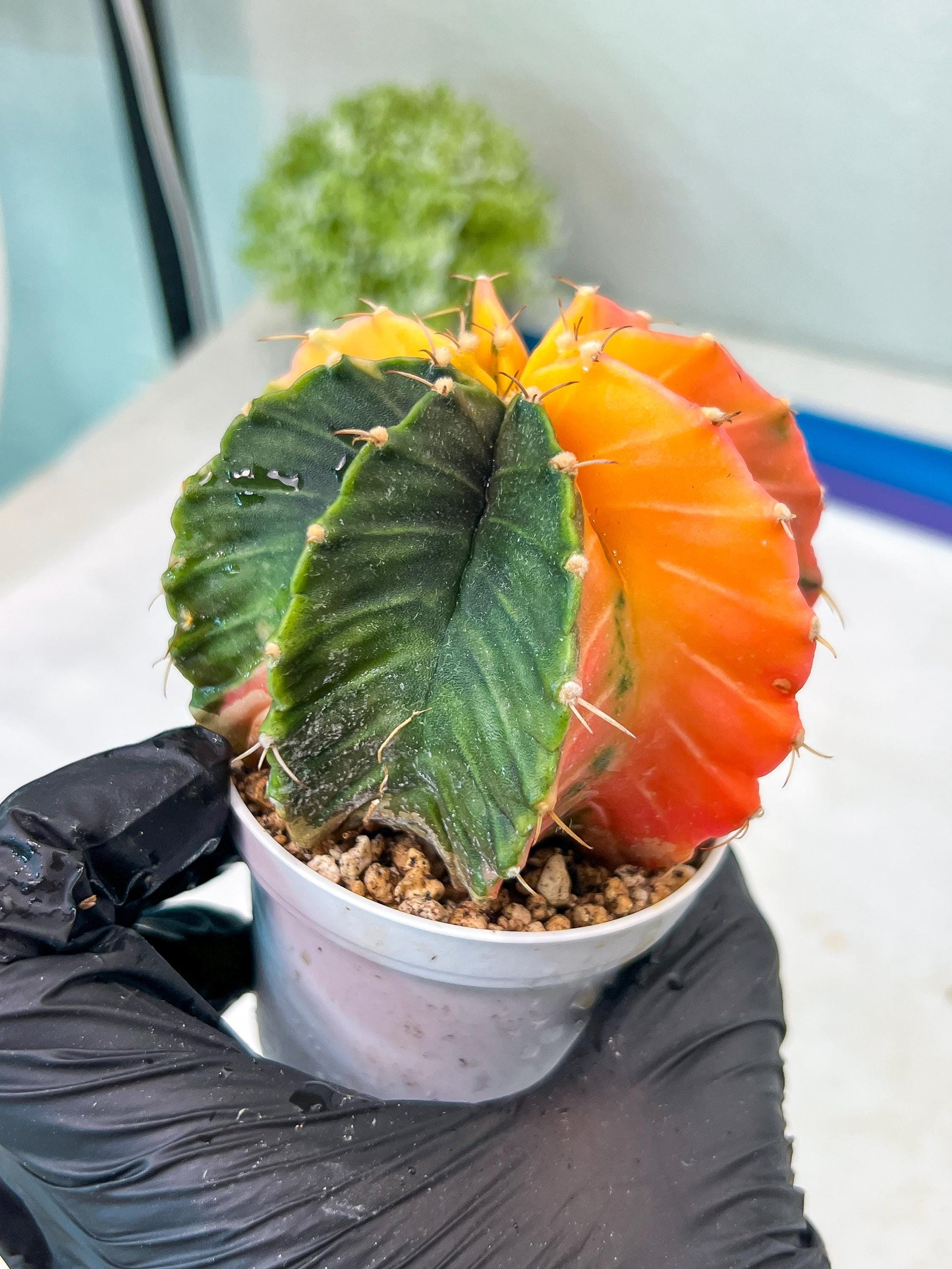 Gymnocalycium Mihanovichii Var (g1) (y6) | variegated cactus