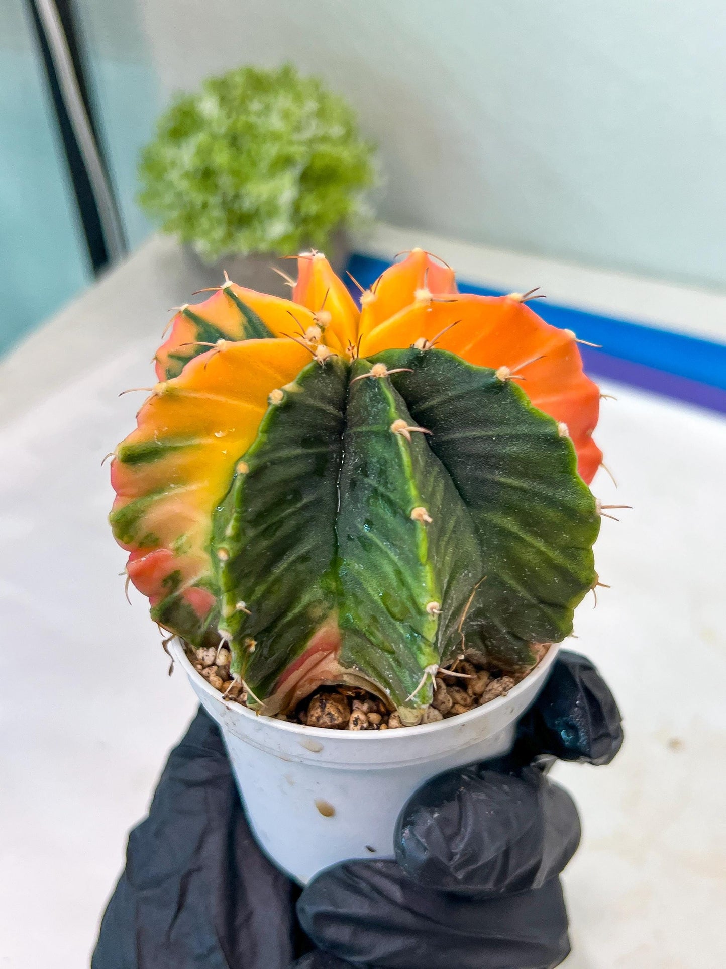 Gymnocalycium Mihanovichii Var (g1) (y6) | variegated cactus