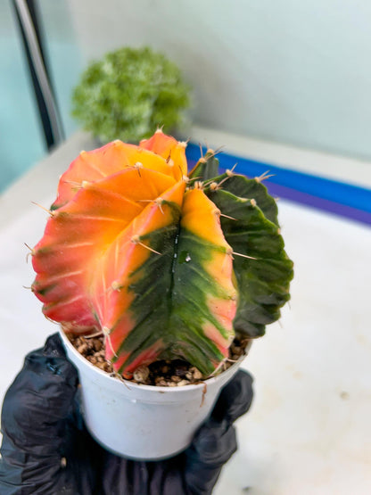 Gymnocalycium Mihanovichii Var (g1) (y6) | variegated cactus