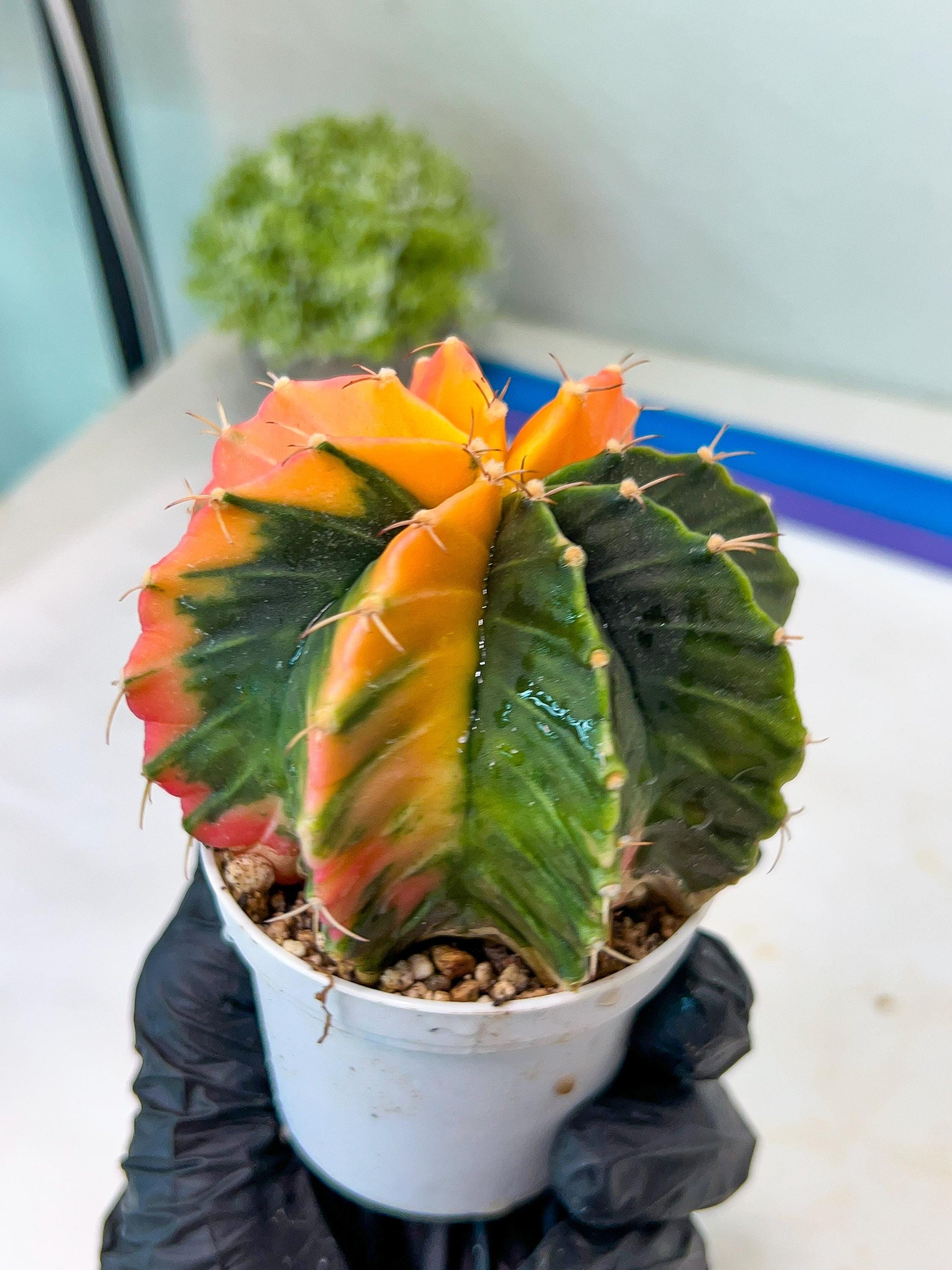 Gymnocalycium Mihanovichii Var (g1) (y6) | variegated cactus