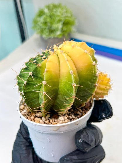 Gymnocalycium Mihanovichii Var (g1) (y7) | variegated cactus