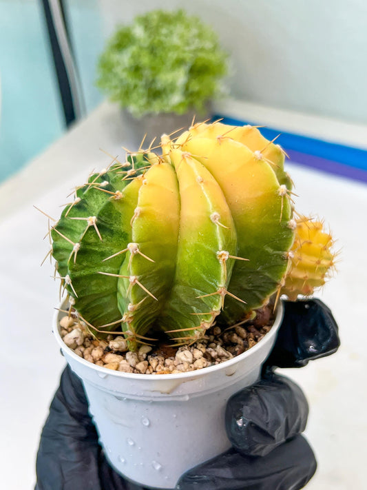 Gymnocalycium Mihanovichii Var (g1) (y7) | variegated cactus