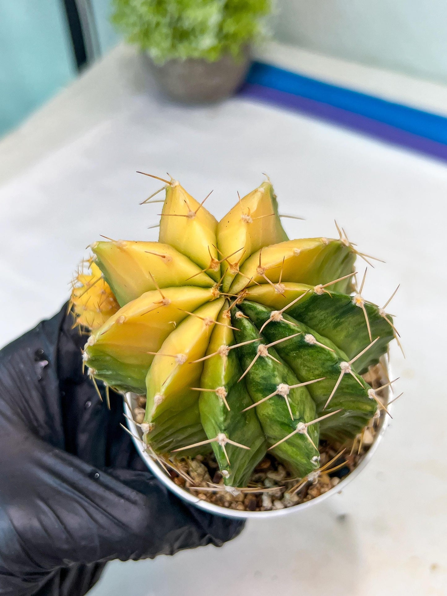 Gymnocalycium Mihanovichii Var (g1) (y7) | variegated cactus