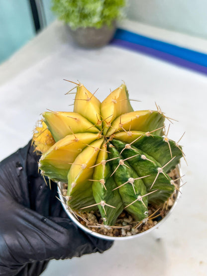 Gymnocalycium Mihanovichii Var (g1) (y7) | variegated cactus
