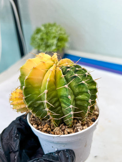 Gymnocalycium Mihanovichii Var (g1) (y7) | variegated cactus